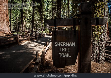
                Wald, Redwood-nationalpark                   