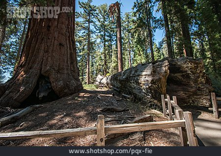
                Mammutbaum, Sequoia-nationalpark                   