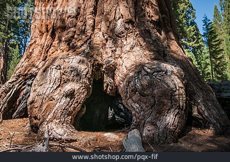 
                Baumstamm, Mammutbaum, Sequoia-nationalpark                   
