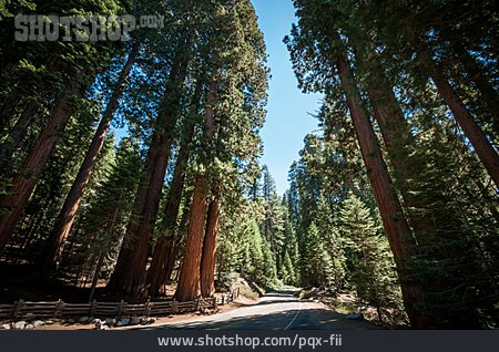 
                Wald, Sequoia-nationalpark                   