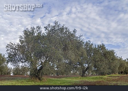 
                Olivenhain, Olivenbäume                   