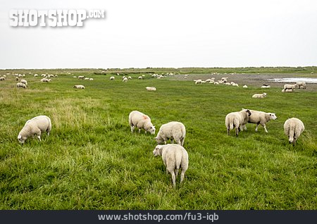 
                Sheep, Sheep Herd, Friesland                   