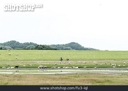 
                Schafherde, Friesland, Graslandschaft                   