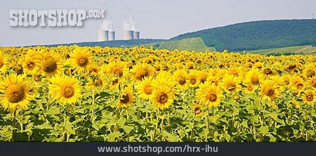 
                Kraftwerk, Sonnenblumen, Sonnenblumenfeld                   