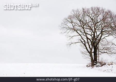 
                Baum, Winter, Winterlandschaft                   