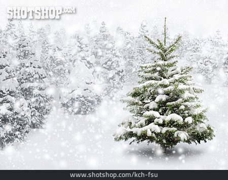 
                Winter, Verschneit, Tannenbaum                   