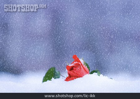 
                Rose, Schnee                   