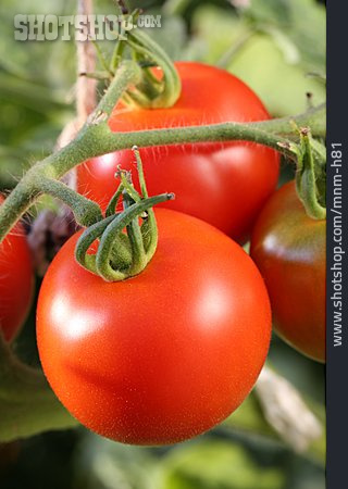 
                Tomate, Tomatenstrauch                   