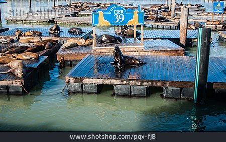 
                Seelöwe, Kalifornischer Seelöwe, Pier 39                   