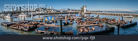 
                Seelöwe, Kalifornischer Seelöwe, Pier 39                   