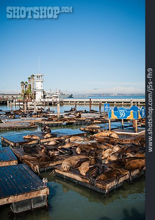 
                Sea Lion, California Sea Lion, Pier 39, Fisherman's Wharf                   