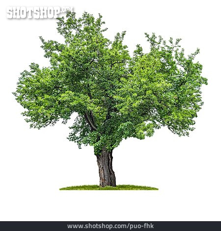 
                Baum, Laubbaum, Maulbeerbaum                   