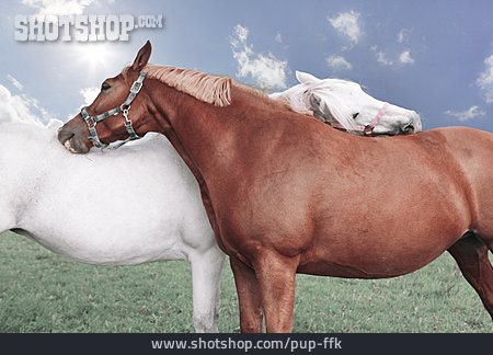 
                Liebe, Tierpärchen, Pferd                   
