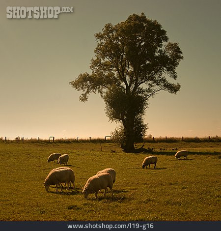 
                Baum, Schafe                   