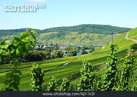 
                Moseltal, Pünderich, Weinbaugebiet                   