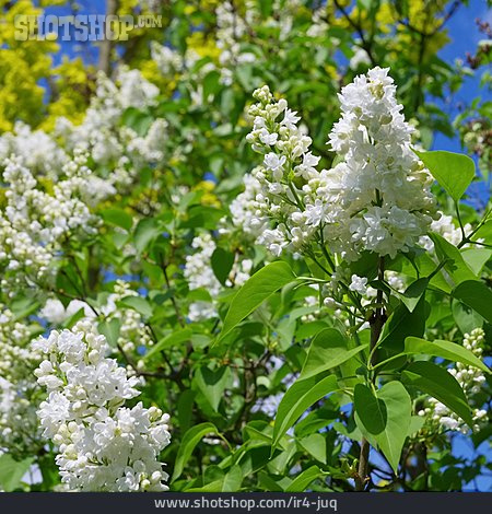 
                Flieder, Fliederblüte                   