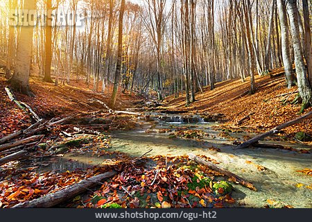
                Natur, Bach, Wald, Herbst                   