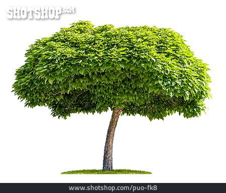 
                Baum, Laubbaum, Trompetenbaum                   