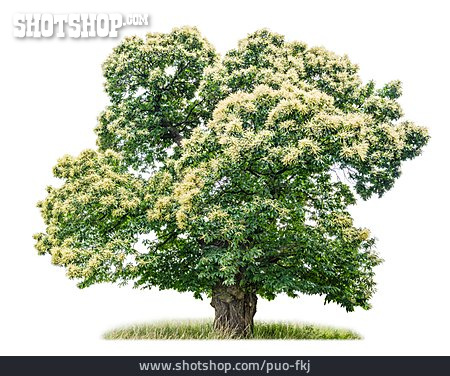 
                Baum, Kastanienbaum, Edelkastanie                   