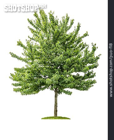 
                Baum, Kirschbaum                   