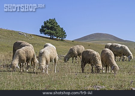 
                Schaf, Schafsherde                   
