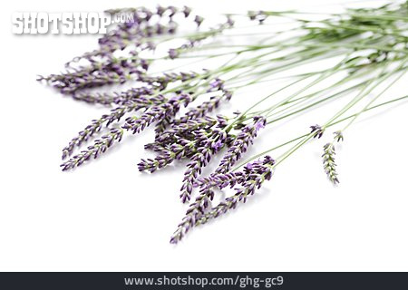 
                Lavendel                   