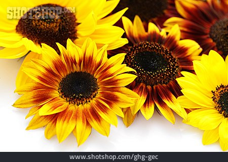 
                Sonnenblume, Sonnenblumenblüte                   