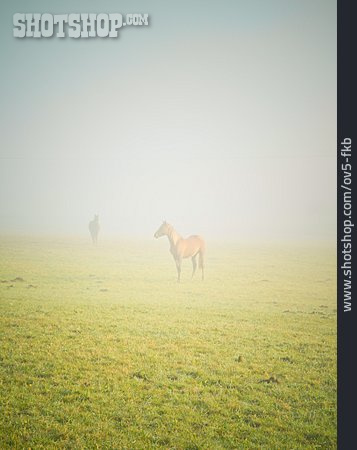 
                Nebel, Pferd                   