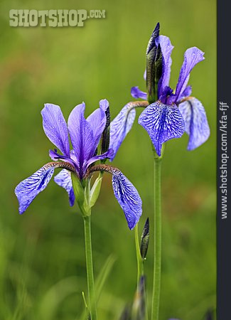 
                Schwertlilie, Iris, Sibirische Schwertlilie                   