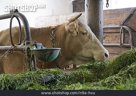 
                Kuh, Tierhaltung, Kuhstall                   