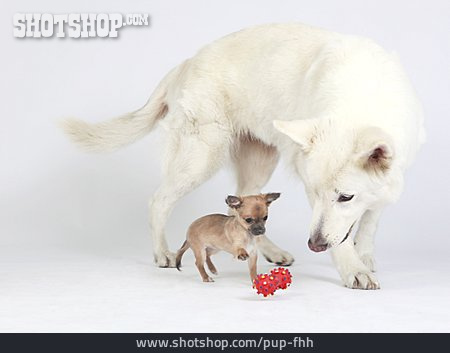 
                Hund, Schäferhund, Chihuahua                   