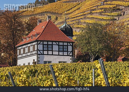 
                Weingut, Radebeul, Hoflößnitz                   