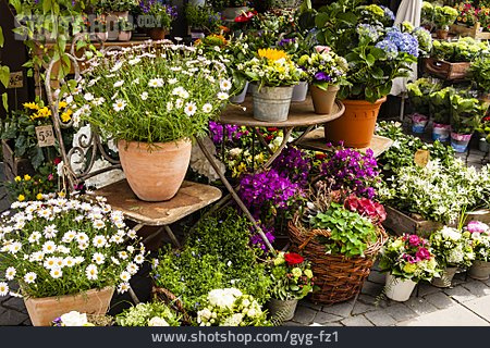 
                Frühlingsblume, Blumenladen, Blumenverkauf                   