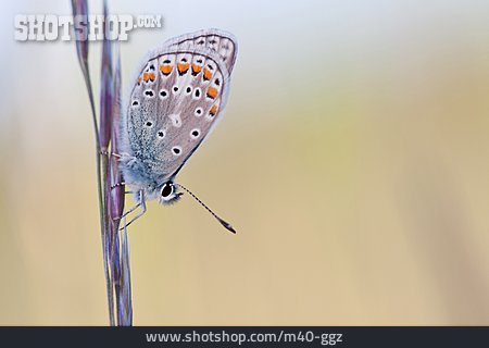 
                Schmetterling, Bläuling, Hauhechel-bläuling                   