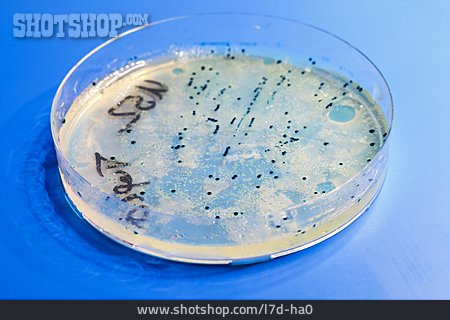 
                Petrischale, Bakterien, Bakterienkultur                   