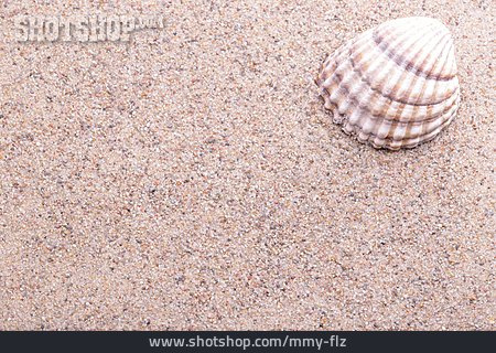 
                Hintergrund, Sand, Muschel                   