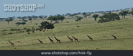 
                Kenia, Masai Mara                   