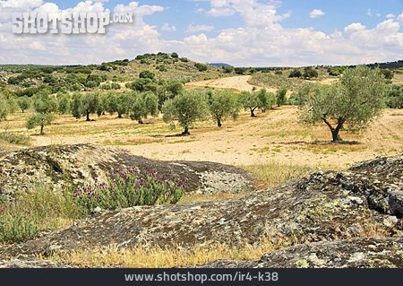 
                Olivenbaum, Andalusien, Olivenhain, Olivenplantage                   