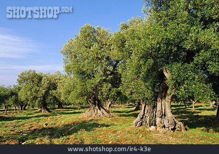
                Italien, Toskana, Olivenbaum, Olivenplantage                   