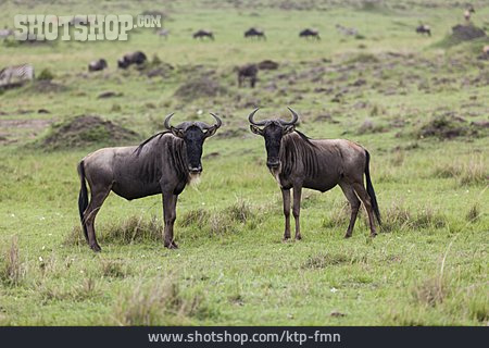 
                Gnu, Masai Mara                   
