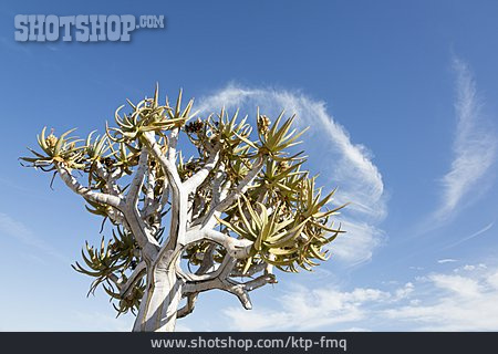 
                Namibia, Köcherbaum                   