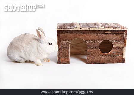 
                Haustier, Kaninchen                   