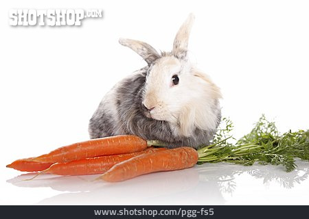 
                Möhren, Kaninchen                   