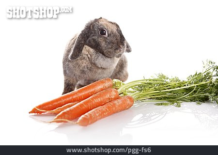 
                Möhren, Kaninchen                   