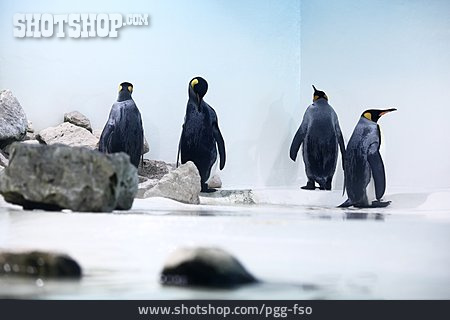 
                Pinguine                   