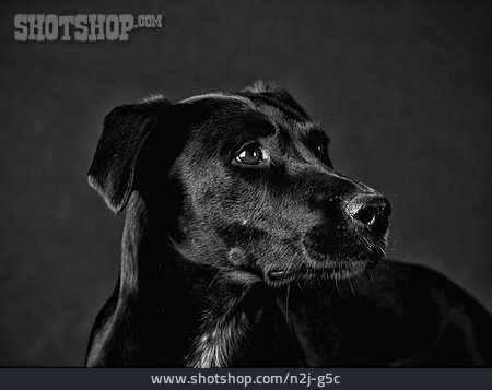 
                Hund, Tierporträt                   