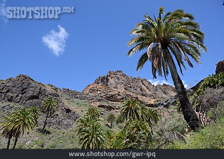 
                Gebirge, Palme, Gran Canaria                   