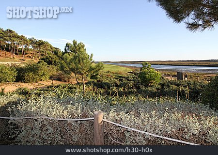 
                Sumpf, Algarve                   