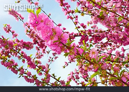 
                Kirschblüte, Japanische Blütenkirsche, Kirschbaumblüte                   
