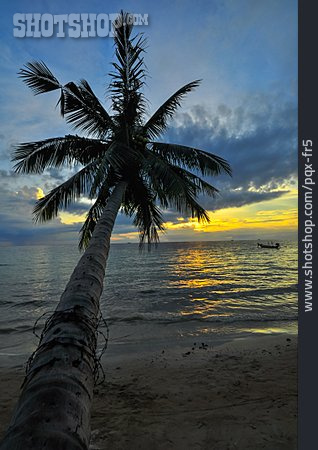 
                Palm, Andaman Sea, Phranang, Rai Leh                   